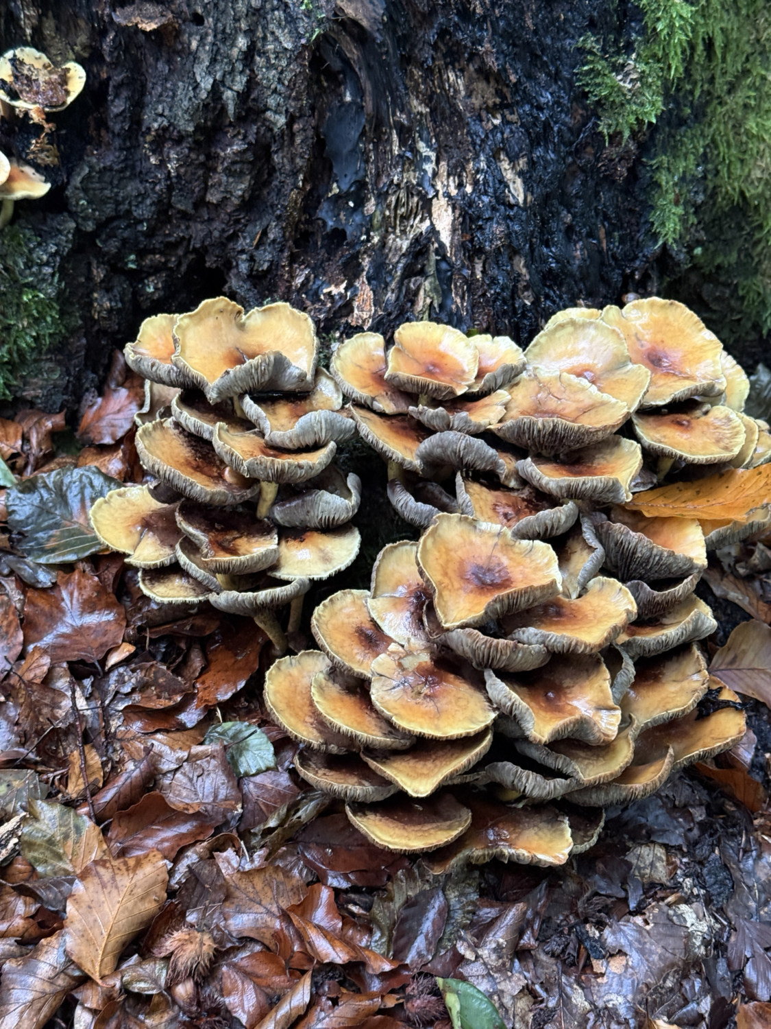 Orangebraune Pilze mit hellen Lamellen wachsen dicht am bemoosten Baumstamm, umgeben von feuchtem Herbstlaub auf dem Waldboden.