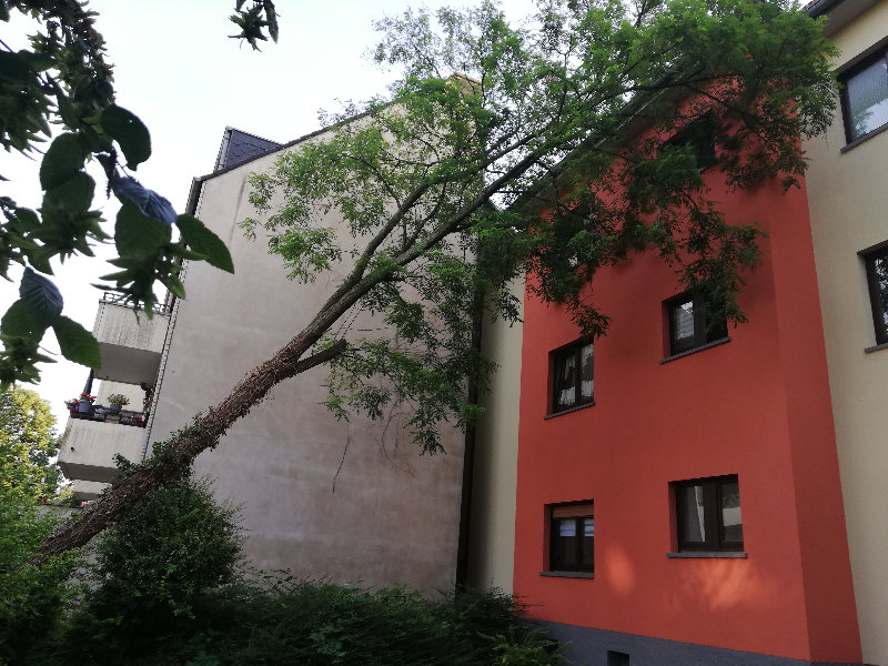 Umgekippter Baum lehnt am Haus
